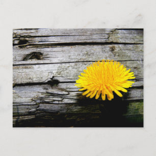 Cartão Postal erva daninha Dandelion