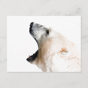 Cartão Postal Erva de urso polar