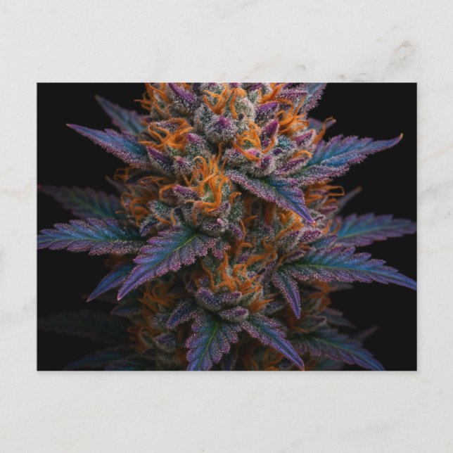 Cartão Postal Erva Exótica (Frente)