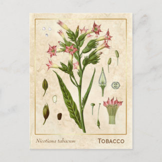 Cartão Postal Erva Medicinal Antiga Planta de Tabaco Botânica