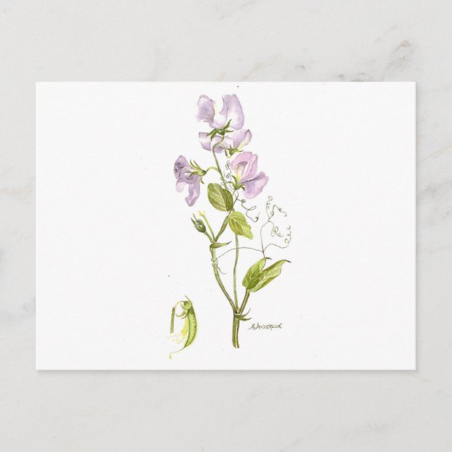 Cartão Postal ervilha doce (Frente)