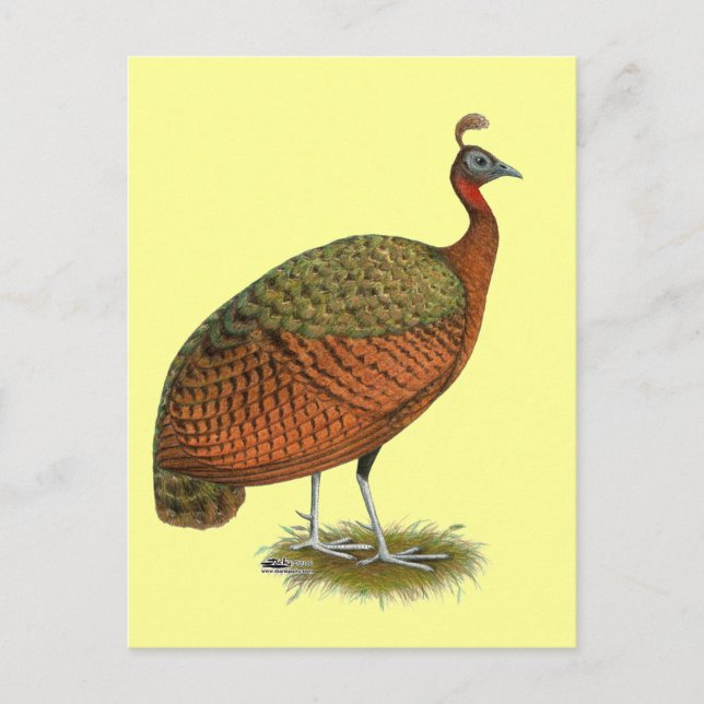 Cartão Postal Ervilha:  Peahen do Congo (Frente)