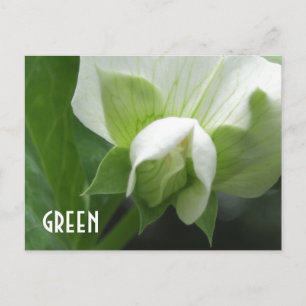 Cartão Postal Ervilha verde ervilha ervilha espinha modelo perso