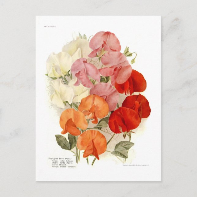 Cartão Postal Ervilhas doces (Frente)