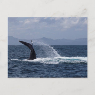 Cartão Postal Esboço Da Cauda Da Baleia De Humpback
