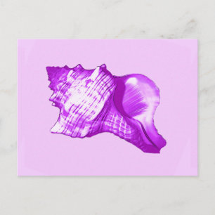 Cartão Postal Esboço da concha - violeta, branco e lavanda