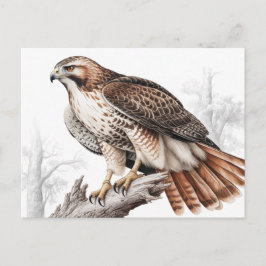 Cartão Postal esboço de gavião-de-cauda-vermelha