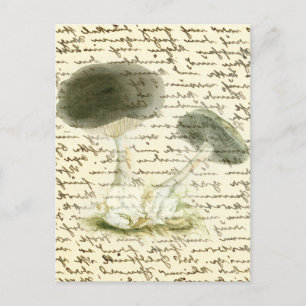 Cartão Postal Esboço de mushroom desbotou texto boho cottagecore
