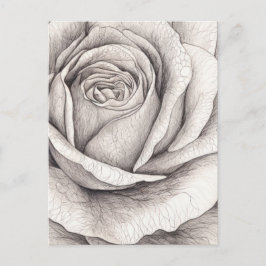 Cartão Postal Esboço de Rosa