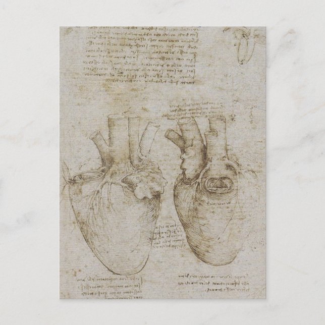 Cartão Postal Esboços de Anatomia do Coração Humano de Da Vinci (Frente)