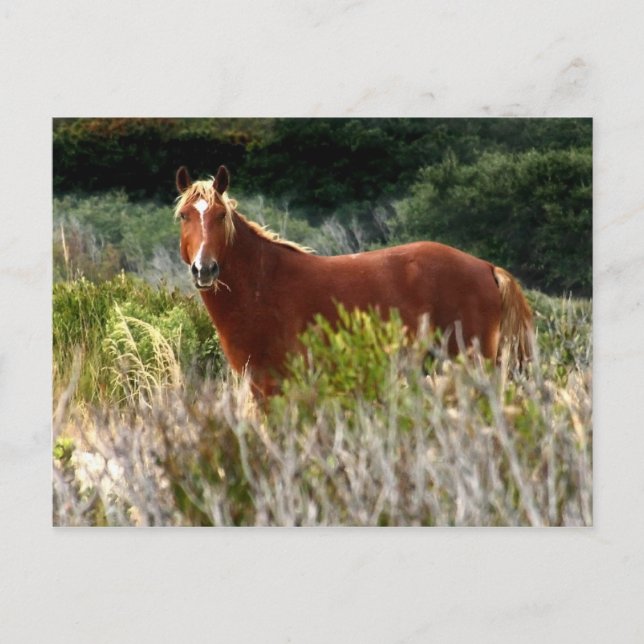 Cartão Postal Escada de Cavalo Selvagem (Frente)