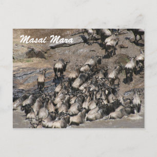 Cartão Postal escalada de gnus