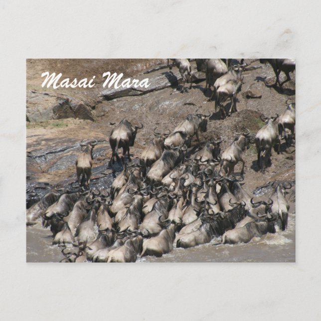 Cartão Postal escalada de gnus (Frente)