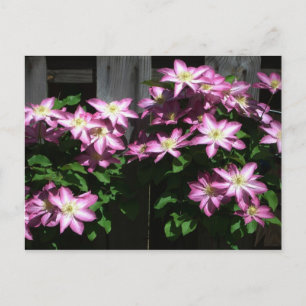 Cartão Postal Escalando Flores De Mola Roxo Clematis