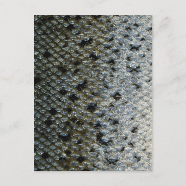 Cartão Postal Escalas de peixe 2 (Frente)