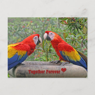 Cartão Postal Escarlate do casal feliz de Mackaws dos pássaros