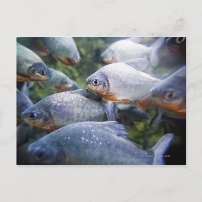 Cartão Postal Escola das Piranhas (Pygocentrus nattereri) (Frente)