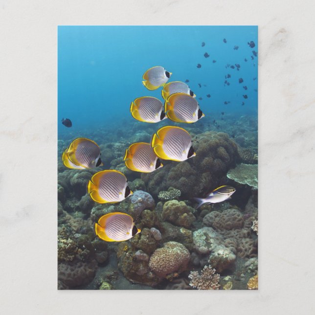 Cartão Postal Escola de Peixe 2 (Frente)