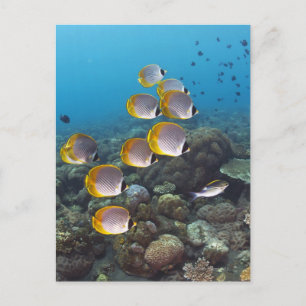 Cartão Postal Escola de Peixe 2