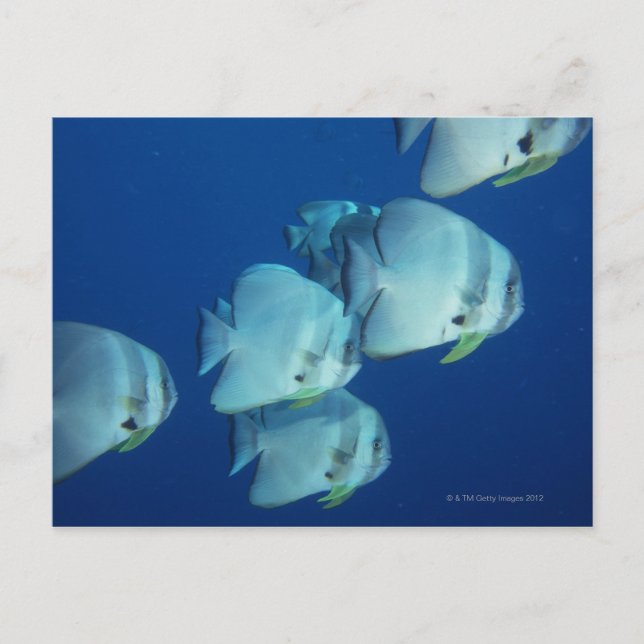 Cartão Postal Escola de Peixe 5 (Frente)