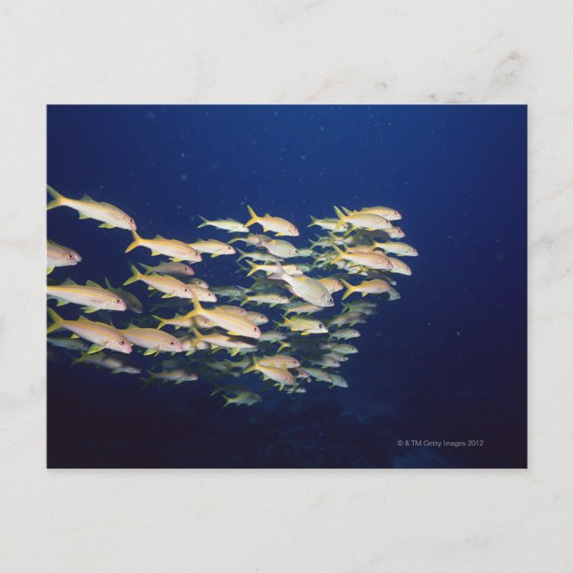 Cartão Postal Escola de Peixe 8 (Frente)