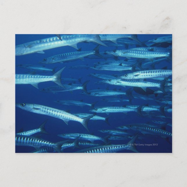 Cartão Postal Escola de Peixe 9 (Frente)