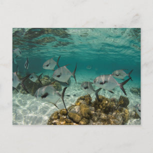 Cartão Postal Escola de Peixes Permitidos