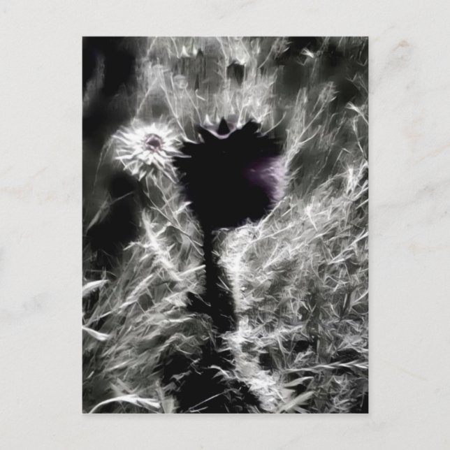 Cartão Postal Escolha-me (Frente)