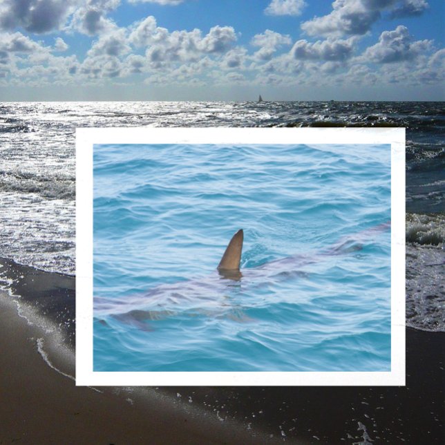 Cartão Postal Escória de tubarão fora de água (Criador carregado)