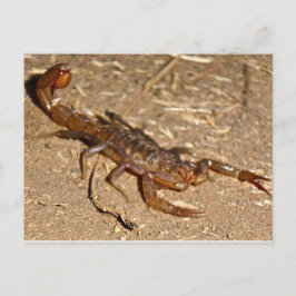 Cartão Postal Escorpião
