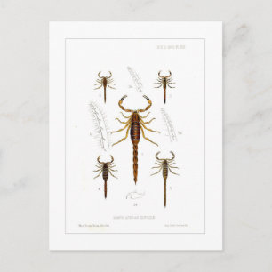 Cartão Postal Escorpiões