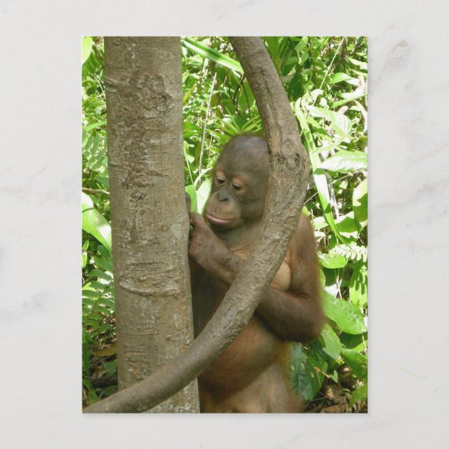 Cartão Postal Esculpindo meu nome em uma árvore (Frente)