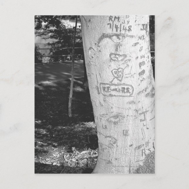 Cartão Postal Esculpir no tronco da árvore de pássaros B&W (Frente)