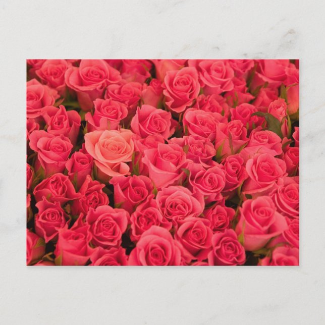 Cartão Postal ESLOVÊNIA, Liubliana: Mercado Público de Liubliana (Frente)