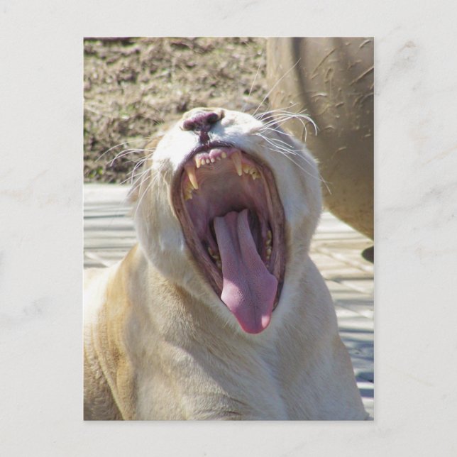 Cartão Postal Espalhem As Notícias! (Frente)