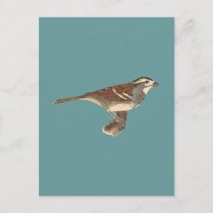 Cartão Postal Espantalho-branco (Fringilla leucophrys)