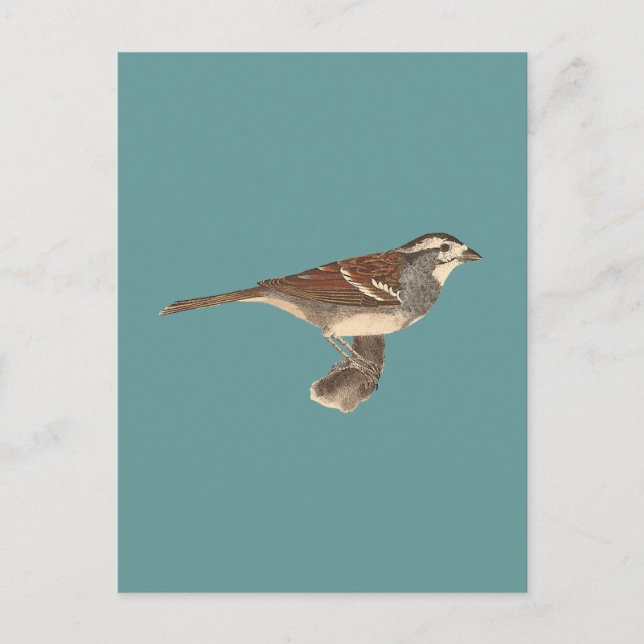 Cartão Postal Espantalho-branco (Fringilla leucophrys) (Frente)