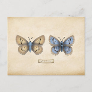 Cartão Postal Especialização de Borboleta Azul Grande Escassez P