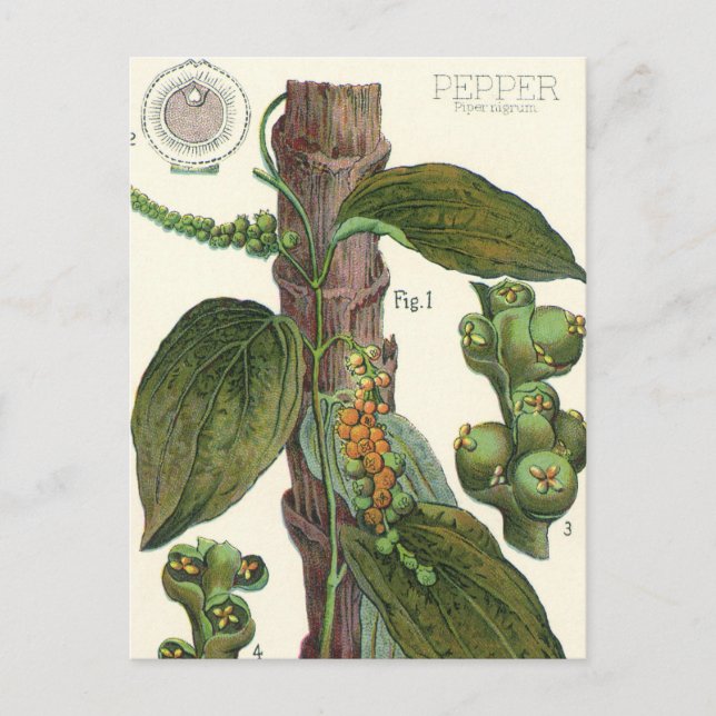 Cartão Postal Especiarias de Comidas de vindima, pimenta preta (Frente)
