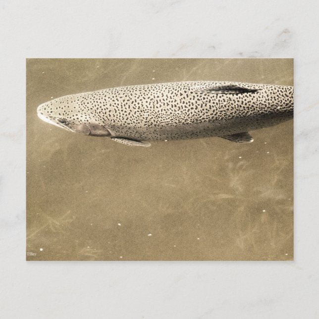 Cartão Postal Espectro (Frente)