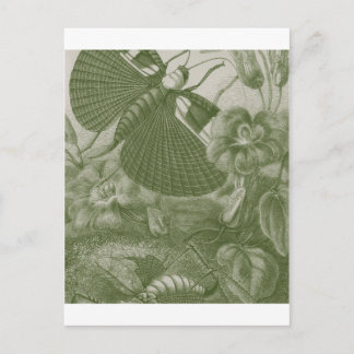 Cartão Postal Esperanças