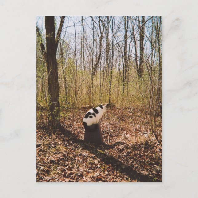 Cartão Postal esperando... (Frente)