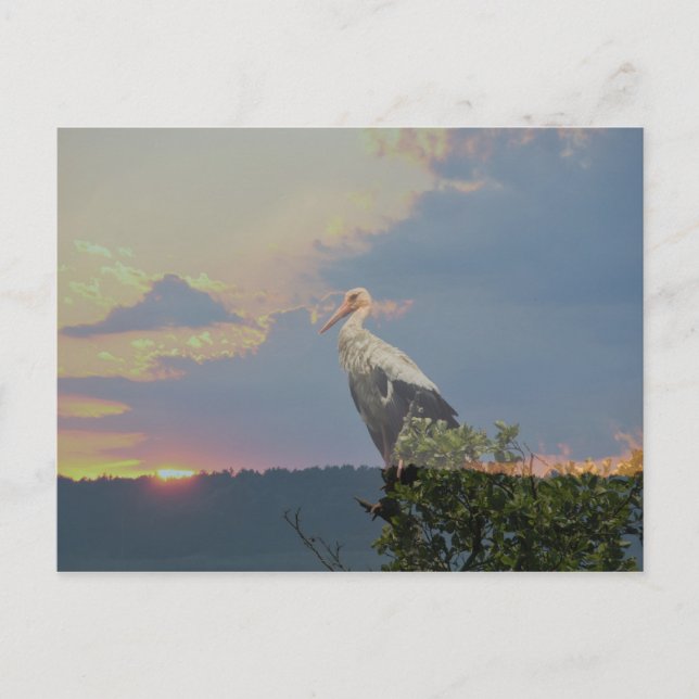 Cartão Postal Esperando pelo outono (Frente)