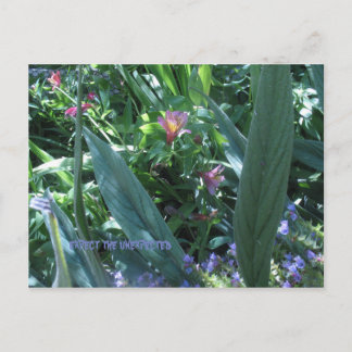 Cartão Postal esperar o inesperado