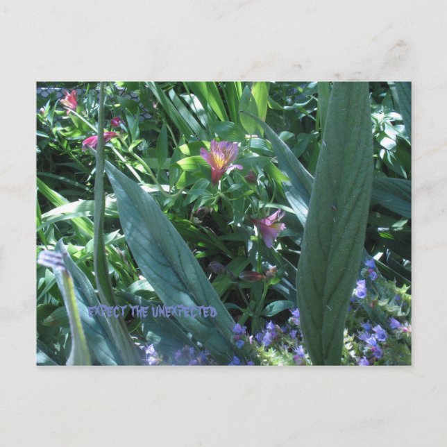 Cartão Postal esperar o inesperado (Frente)