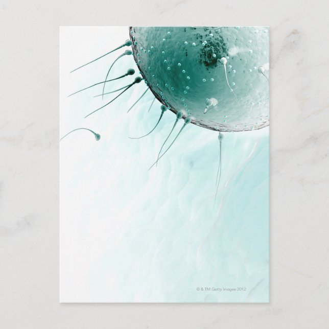 Cartão Postal Espermatozoide Fertilizando um Óvulo. (Frente)