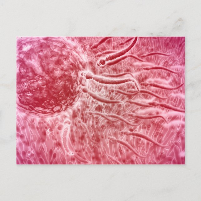 Cartão Postal Espermatozoides Viajam em Direção ao Óvulo com Cel (Frente)