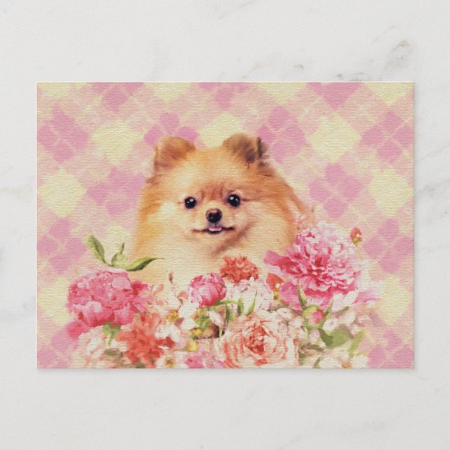Cartão Postal Espião alemão Pomeraniano bonito com flores (Frente)