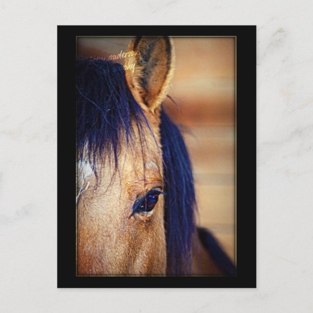 Cartão Postal Espião Ocular - Cartão-postal (Frente)