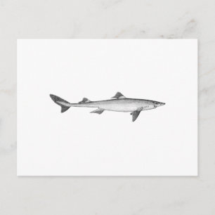 Cartão Postal Espiny Dogfish (arte da linha)